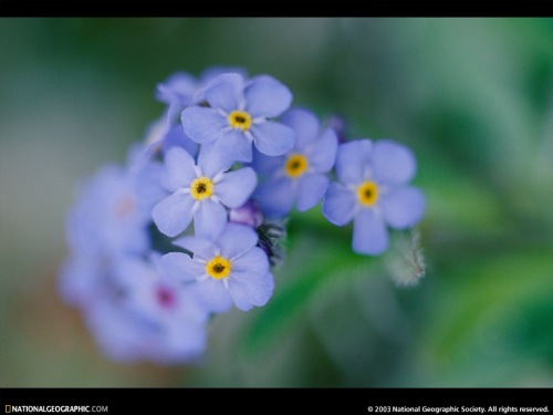 forget-me-nots-524365-sw